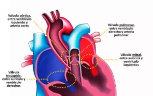 Válvulas Cardíacas: Función, Problemas y Tratamiento para la Salud del Corazón